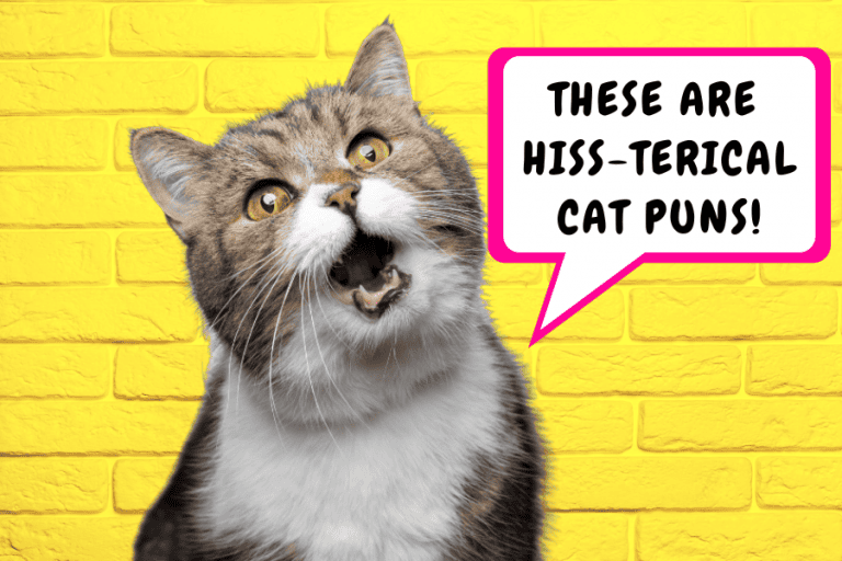 cat puns