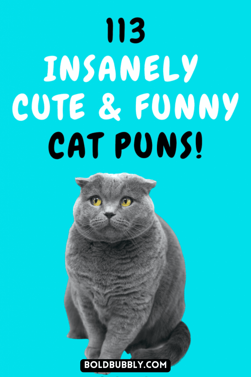 113 Cat Puns For Some Serious Kitten Around Bold & Bubbly