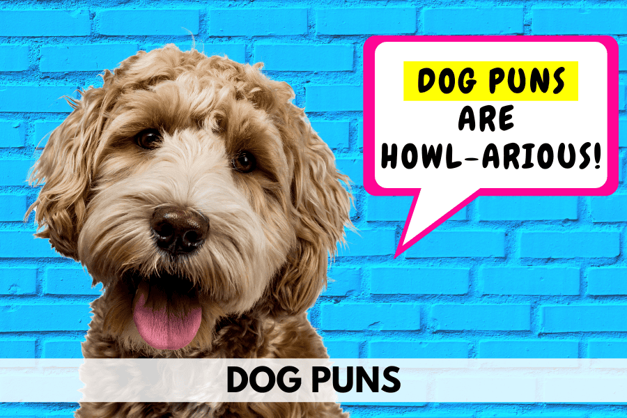 dog puns