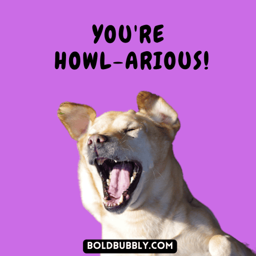 117 Funny Dog Puns That Will Make You Howl With Laughter Bold & Bubbly