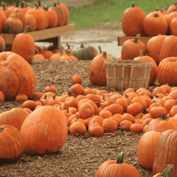 Pumpkin Patch Date | A Cozy Fall Date Idea