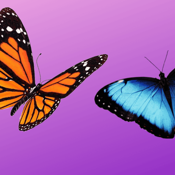 56 Butterfly Puns That Will Give You All The Good Flutters