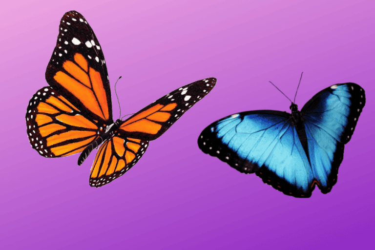 butterfly puns